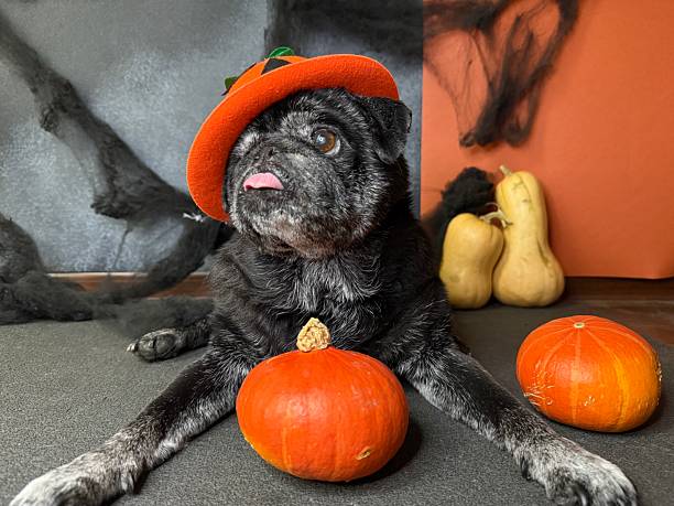 istock Black pug wearing a pumpkin hat surrounded by Halloween decorations 2244379813