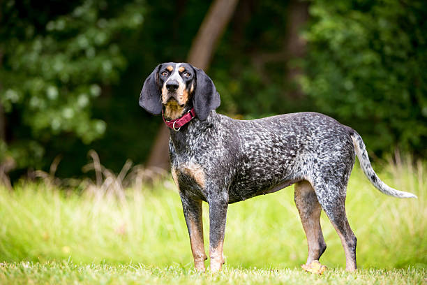 istock A Bluetick Coonhound dog standing outdoors 2244380277
