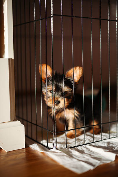 istock Yorkshire Terrier puppy inside a large cage play pen. 2244383019