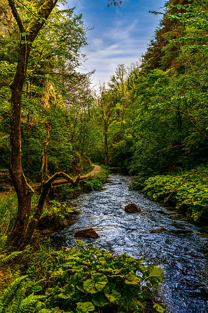 istock Peaceful Forest Stream Flowing Through a Lush Green Woodland Path Under a Blue Sky in Early Summer 2244383821