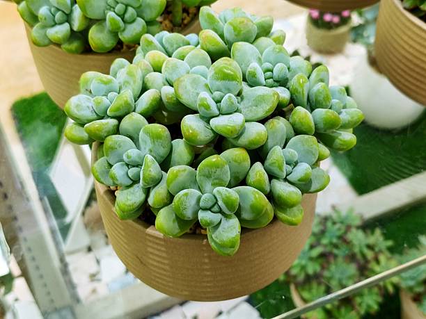 istock Sedum treleasei 'angel's tear' 2244385185