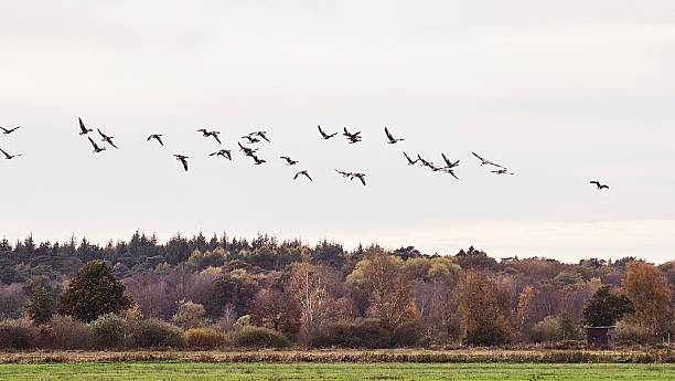 istock Wild Geese Over Autumn Landscape 2244386591