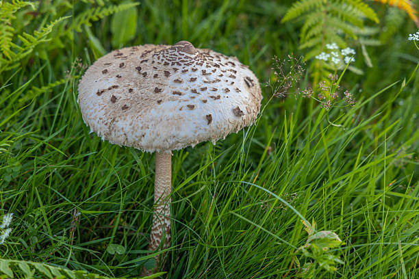 istock Poisonous mushroom pale toadstool with white gray color textured cap in a forest setting 2244386914