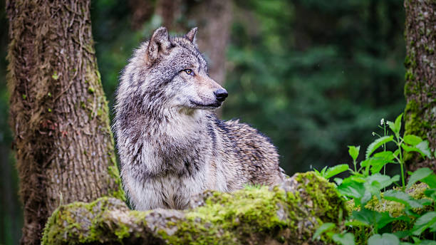 istock European grey wolf in the forest, seen in profile 2244387151
