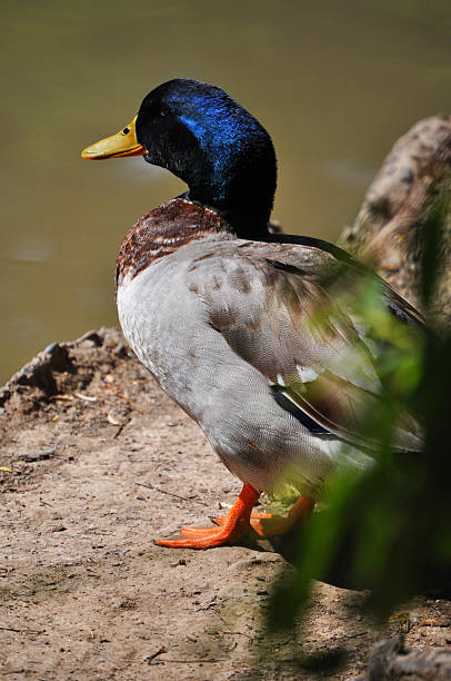 istock Beautiful Mallard duck, Anas platyrhynchos 2244387763