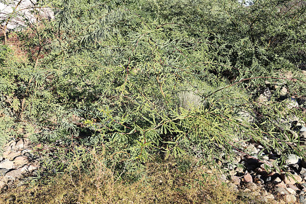 istock Naturally Growing Velvet Mesquite Shrub, Prosopis velutina 2244390187