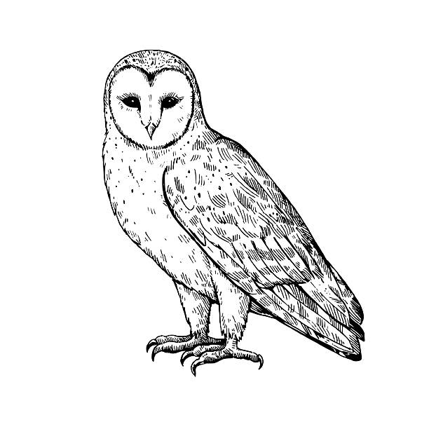 istock Owls ink drawing, snowy owl, barn owl, long-eared owl and Great Grey Owl. Hand-drawn illustration in retro engraving style. 2244390505