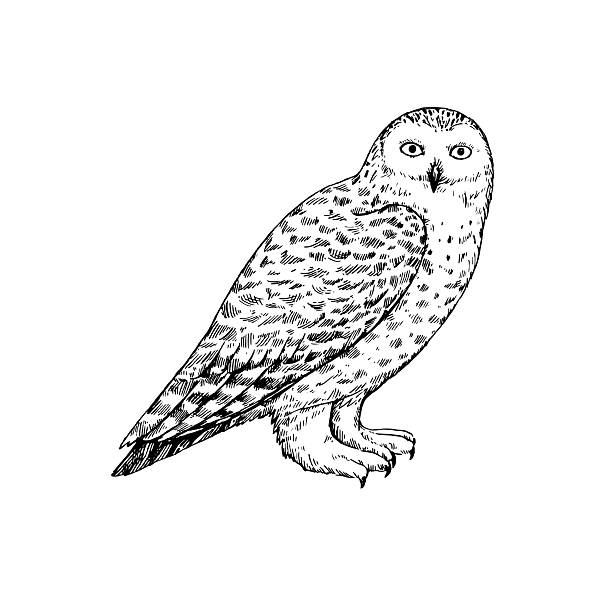 istock Owls ink drawing, snowy owl, barn owl, long-eared owl and Great Grey Owl. Hand-drawn illustration in retro engraving style. 2244390508