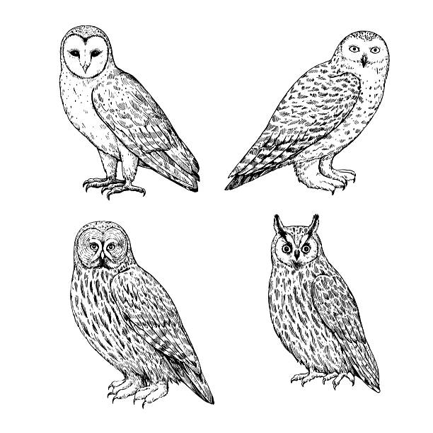 Owls ink drawing, snowy owl, barn owl, long-eared owl and Great Grey Owl. Hand-drawn illustration in retro engraving style.