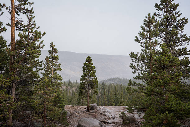 forest in the morning fog