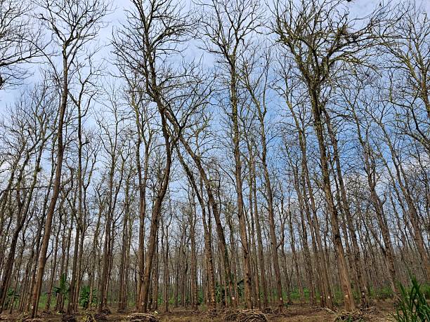 Teak tree with fallen leaves, Trees with fallen leaves in the forest, deciduous trees