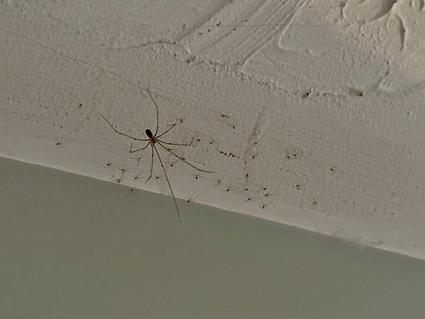 istock mother and baby spiders on nest 2244392328
