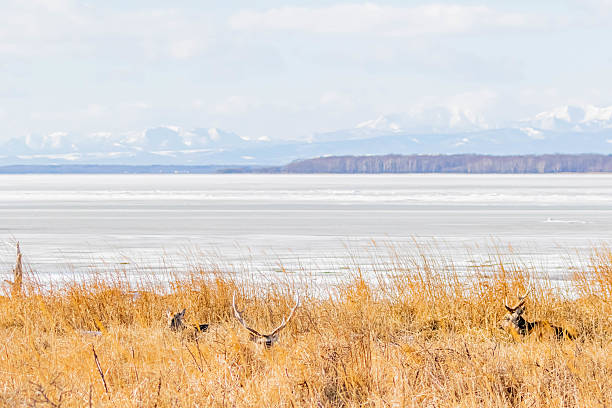 Ezo deer on the lakeside in winter