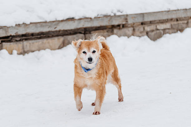 istock mongrel ginger dog stands on snow 2244393508