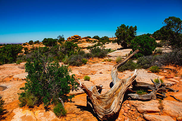 Amidst a plateau of sunlit sandstone, a weathered juniper trunk curls in elegant defiance — bleached, twisted, yet rooted in eternity.Around it, pockets of green brush and small trees rise from the desert floor, painting resilience across the harsh terrain.The scene feels intimate yet alive — a breathing microcosm of endurance.The viewer is no longer witnessing silence from afar but within it.Each shadow, each grain of sand, and each weathered curve of the wood whispers of time’s gentlest persistence.This photograph marks a point where the silence becomes not absence, but continuity.The dead wood and living brush coexist as one — proof that life and decay are simply different notes in the same still song.