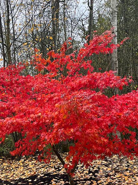 istock A bright red Japanese maple captures attention on a cloudy autumn day. Surrounding it, fallen leaves cover the ground, blending with the serene forest backdrop. 2244398596