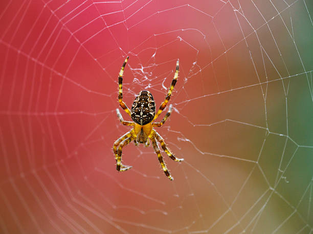 An European Garden Spider on its web in the State of Oregon. Taken in autumn in the Willamette Valley of Oregon.