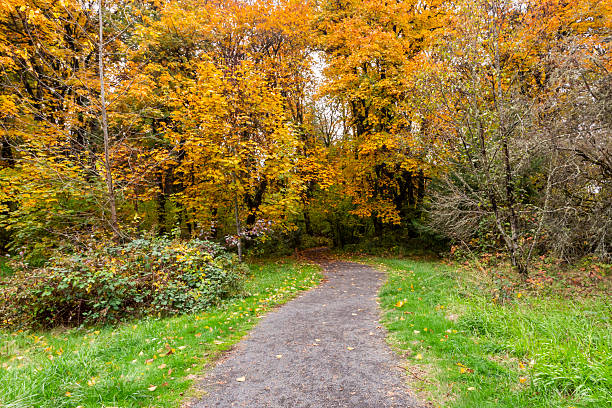 Autumn in Epping Forest