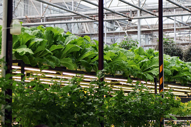 istock Greenhouse hydroponic vegetables, organic bok choy 2244402068