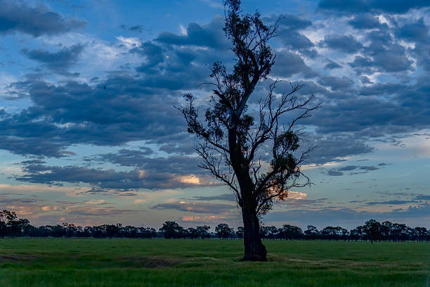 A Sunrise Spring Scene. - Clouds and Green Fields in the Riverina, NSW, Australia