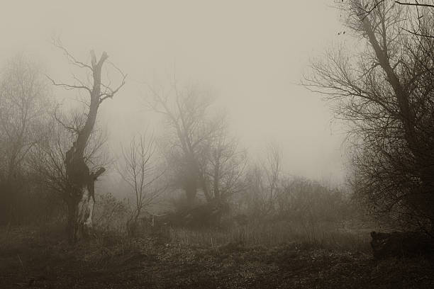 istock Dark winter misty landscape 2244404720