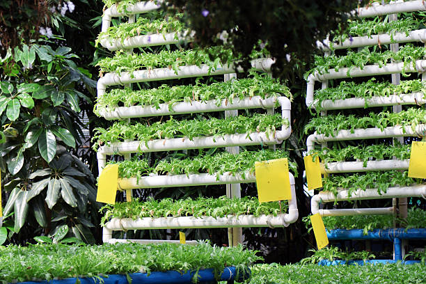 istock Variegated Chicory Cultivation in Greenhouse Pipes 2244405138