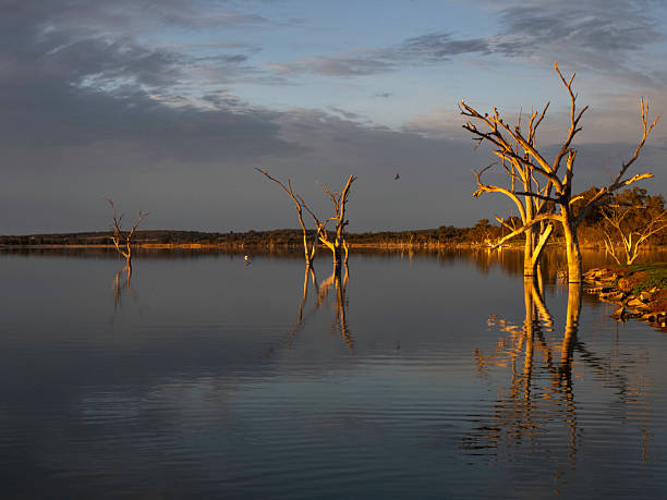 istock Late afternoon light on dead trees in lake 2244406667