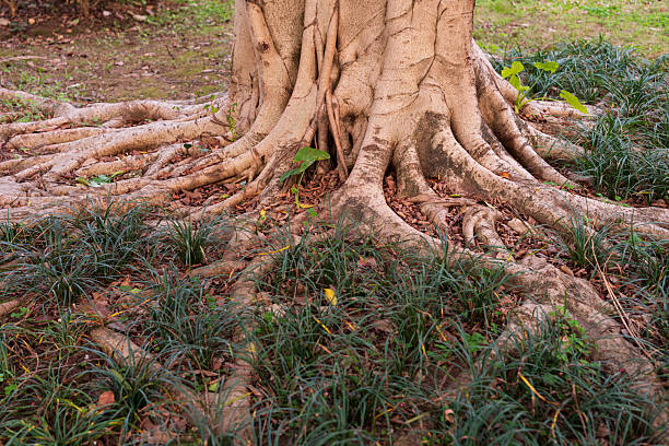 istock Roots of the banyan tree 2244407521