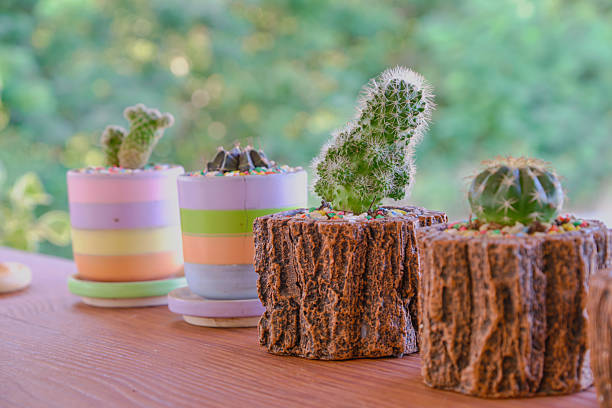 istock plant cactus pot succulent flower. 2244410824