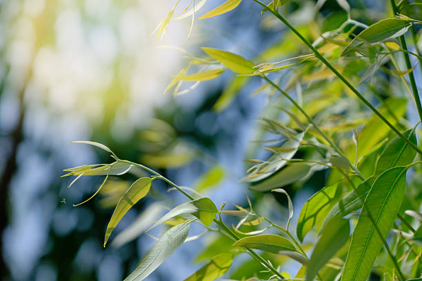Eucalyptus leaves. branch eucalyptus tree nature background