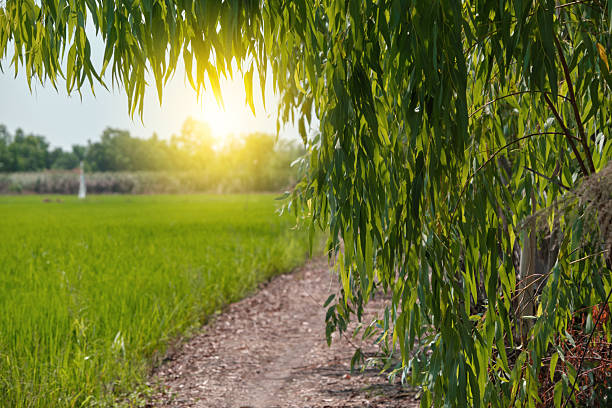 Eucalyptus leaves. branch eucalyptus tree nature background