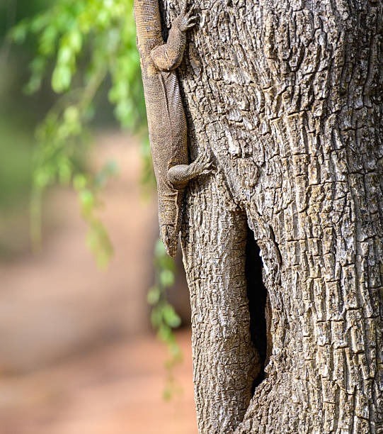 istock Monitor lizard climbs down the trunk of a tree, with its body stretched along the bark. 2244411880