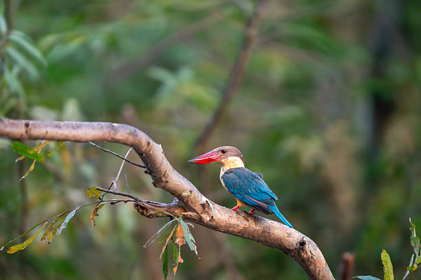 storchschnabel eisvogel oder baumeisvogel pelargopsis capensis vogel barsch im natürlichen grünen hintergrund während der sommersaison safari im jim corbett nationalpark forest tiger reserve uttarakhand indien - jim corbett nationalpark stock-fotos und bilder