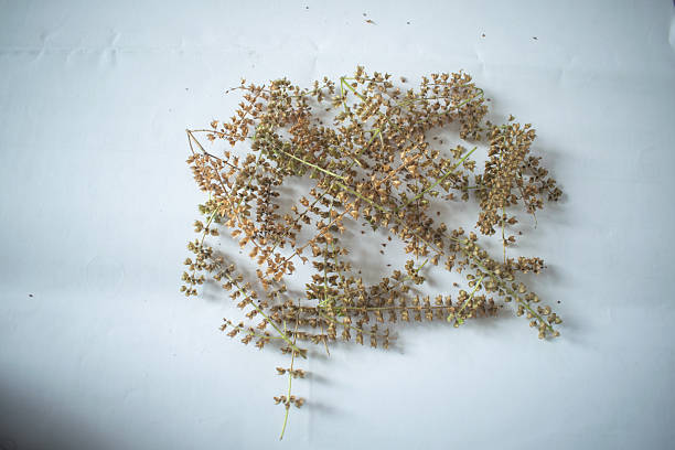 Close-up image of dried Tulsi (Holy Basil) seed pods arranged on a white surface. The brown and green seed clusters showcase the natural texture and details of the sacred Tulsi plant (Ocimum tenuiflorum or Ocimum sanctum). Commonly used in Ayurvedic medicine and traditional herbal remedies, Tulsi seeds are valued for their healing properties and spiritual significance. This image is ideal for illustrating concepts related to herbal medicine, organic farming, Ayurveda, or natural health care.