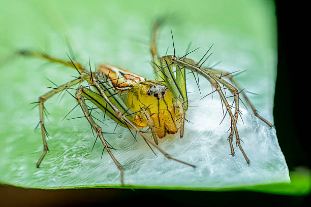 Lynx spider guards a spider web to protect its young, which it has built on a natural leaf.