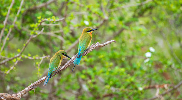 istock A pair of blue-tailed bee-eaters perched on a tree branch. 2244416946