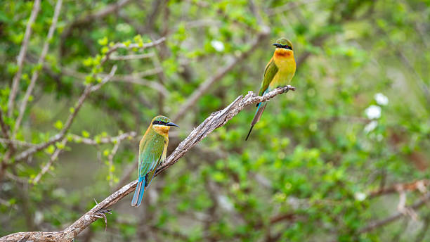 istock A pair of blue-tailed bee-eaters perched on a tree branch. 2244416950