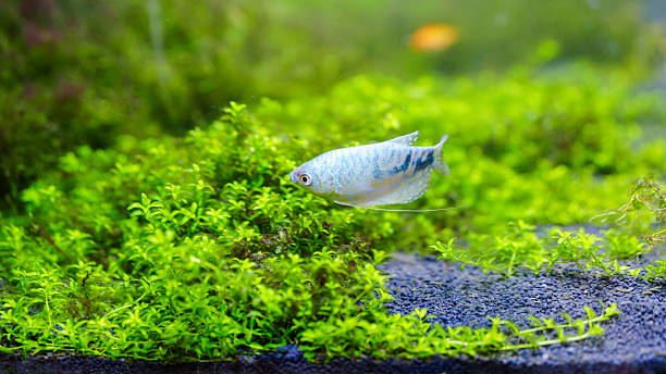 Blue gourami in a freshwater aquarium