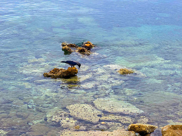 A crow stands on a rock in the sea