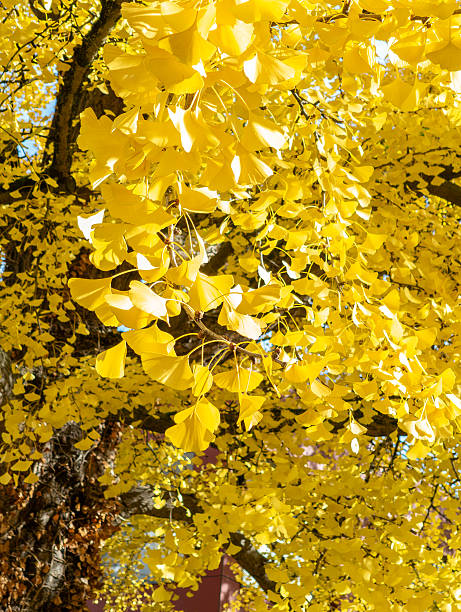 istock Yellow leaves from the Japanese Ginko tree during autumn, branches and leaves visible. Fall background. 2244420839
