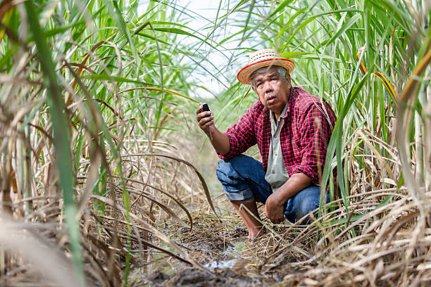 istock An elderly farmer squats in a flooded sugarcane field using a soil quality measuring instrument. 2244420902