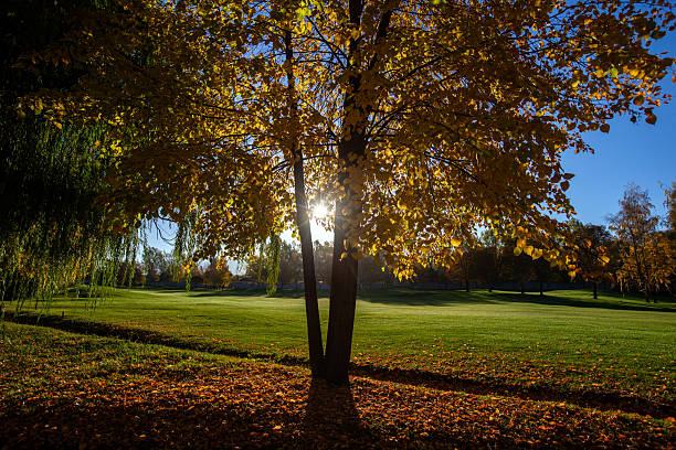 Golden autumn at the golf club