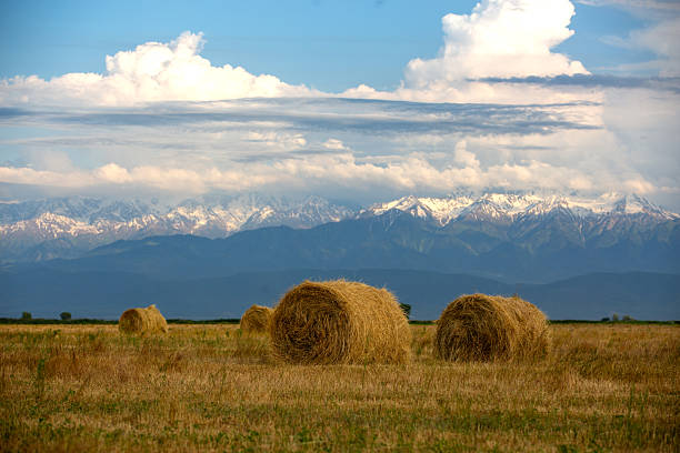 Freshly mowed field with hay stacks, transilvania, Romania