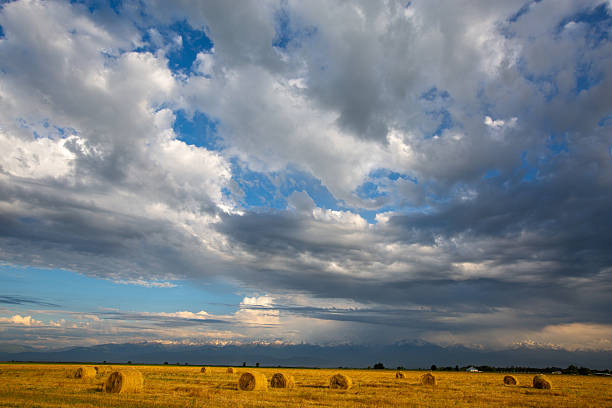 It is a very big meadow.