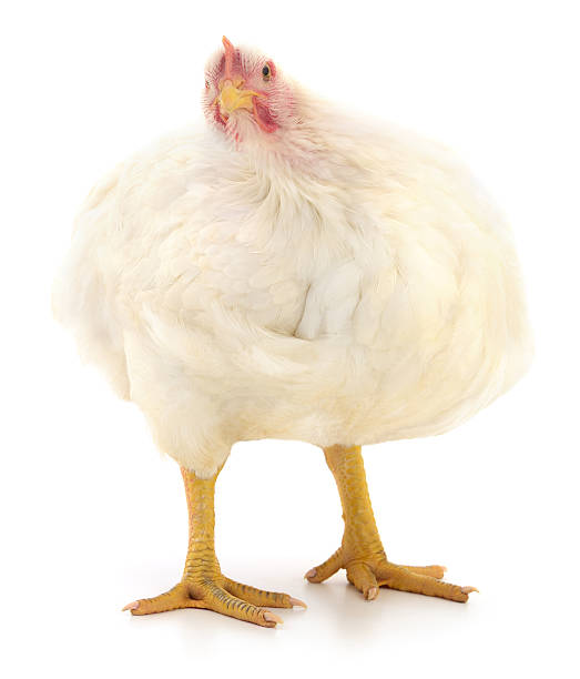istock White broiler chicken isolated on white background full body 2244424462