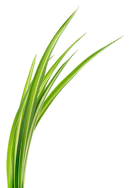 istock Green leaves isolated on white background close up 2244424464