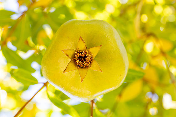 Fresh pomegranate fruit tree. Pomegranate fruits on a tree branch in a pomegranate garden.