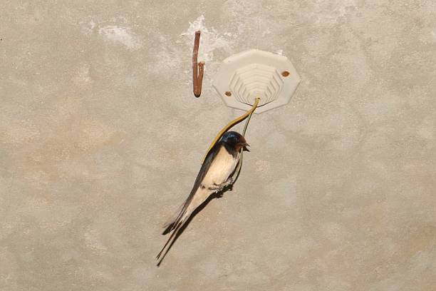 Barn swallow rests on an insulated electric wire inside a rural home, symbolizing peaceful coexistence between humans and wildlife, showing harmony, safety, and compassion in shared living spaces.