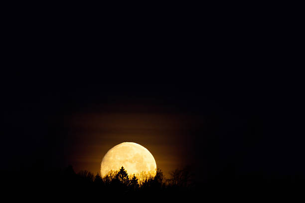 Moonset over trees in silhouette at night