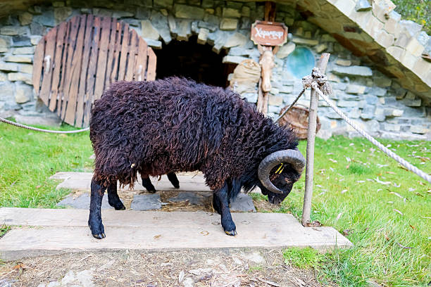 Close portraits and side views of a black horned ram with curled horns standing on wooden planks near a stone hut and rope fence in a rustic mountain village setting, showing thick curly fleece and pastoral farm atmosphere.
